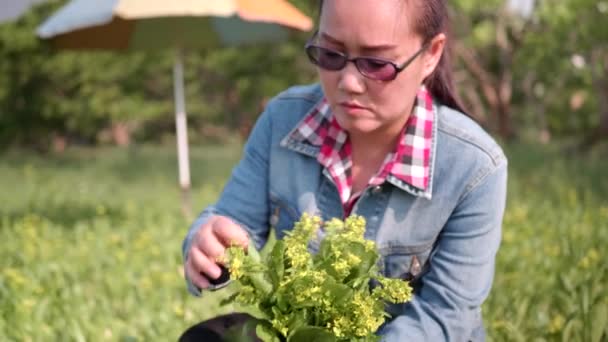 Armer Mujer Cosechando Verduras Jardín — Vídeos de Stock