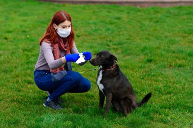 Young female using a face mask as a coronavirus spreading prevention walking with her dog. Global COVID pandemic concept image. clipart