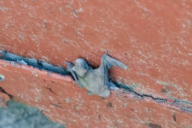 Küçük bir yarasa, yuvadan düşen küçük bir yarasa yavrusu. Henüz uçamıyor, kör.