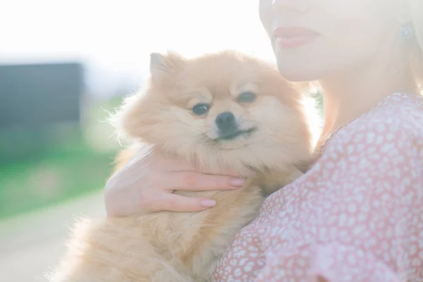 Close Portret Van Glimlachende Jonge Aantrekkelijke Vrouw Omarmen Pomeranian Spitz — Stockfoto