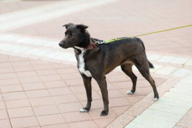 Hayvan portresi. Şehir sokaklarında siyah kırma köpek var.