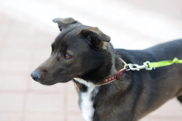 Portrait of animal. Black mongrel dog in the city street