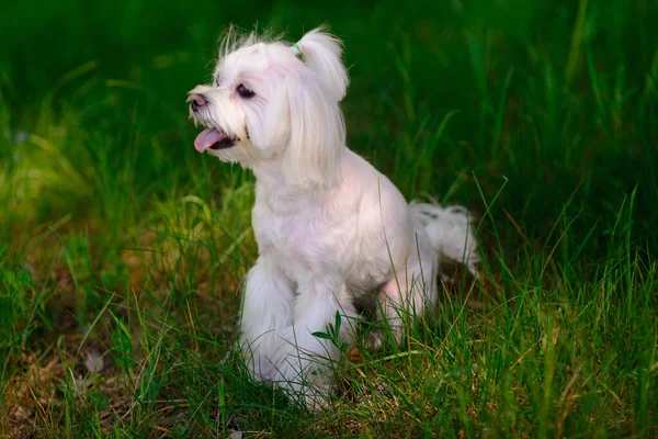 Cane Maltese Bianco Nell Erba Cane Compagnia — Foto Stock