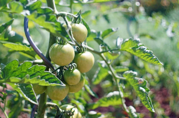 Plant Met Groene Tomaten — Stockfoto