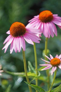 Mor coneflower - dik biçimi