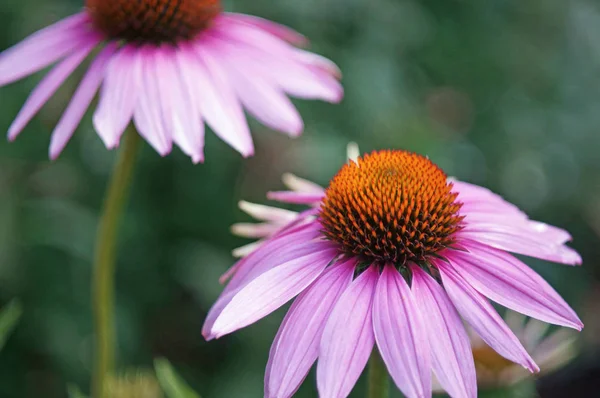 紫色の花 エキナセア純尿素 — ストック写真