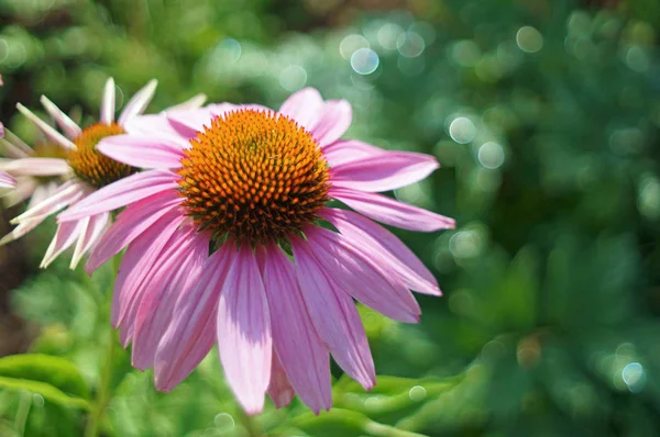 Lila Sonnenhut Echinacea Nahaufnahme — Stockfoto