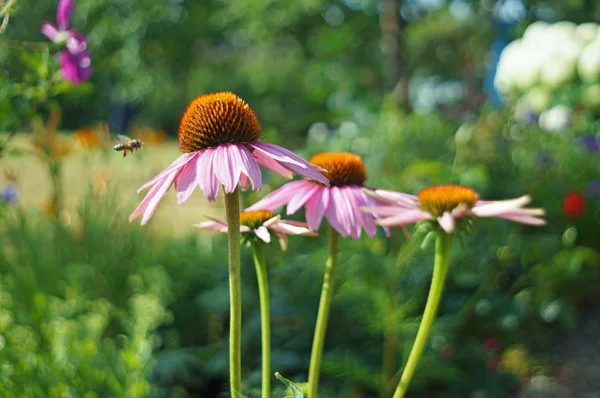 Coneflower Roxo Com Abelha — Fotografia de Stock