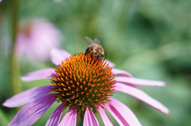 Mor coneflower çiçek arıya
