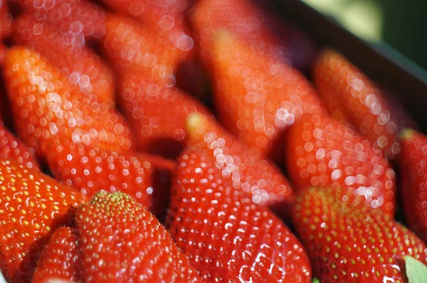 Macro Fresa Roja Fresca — Foto de Stock