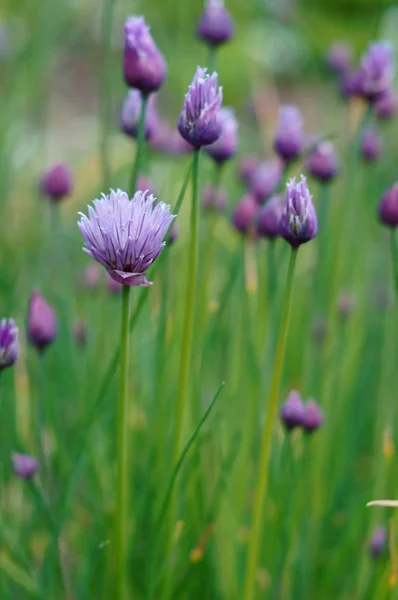 Purple Blossom Chives Allium — Stock Photo, Image
