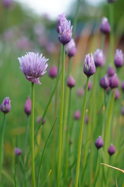 Purple Blossom Chives Allium — Stock Photo, Image