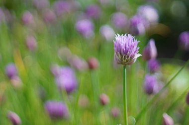 frenk çiçeği (allium)