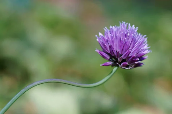 Blossom Chives Allium — Stock Photo, Image