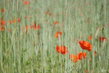 bir alanda kırmızı mısır haşhaş