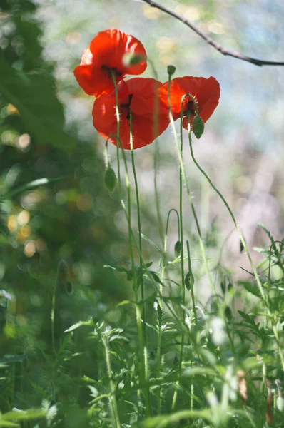 Red Corn Poppy Upright Format — Stock Photo, Image