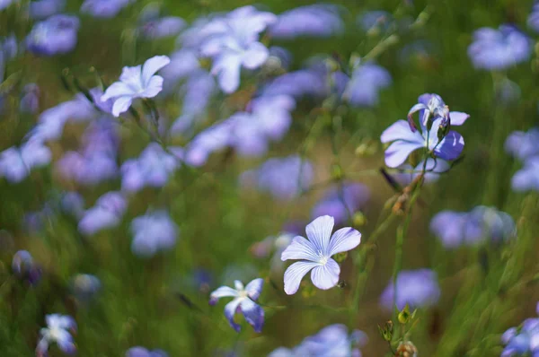 Blue Blossom Flax Flaxseed Flowers Linum Usitatissimum — Stock Photo, Image