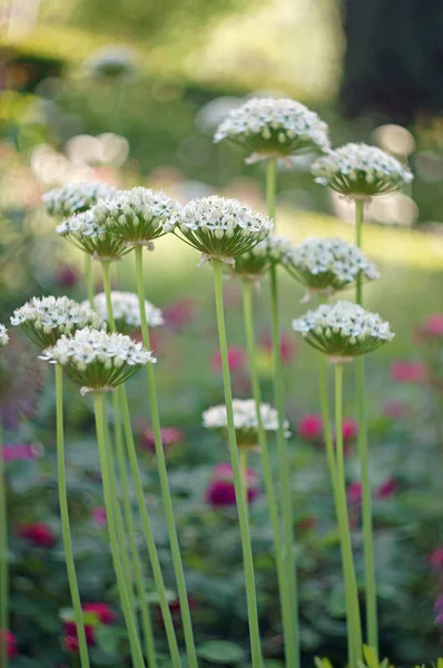 Cebollino Ajo Ornamental Blanco Allium — Foto de Stock