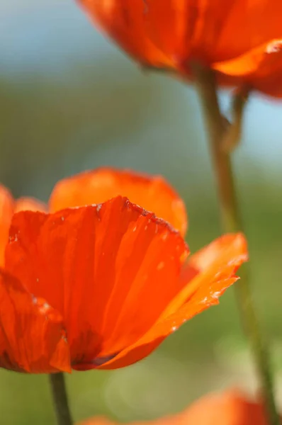 Close Red Corn Poppy Upright Format — Stock Photo, Image