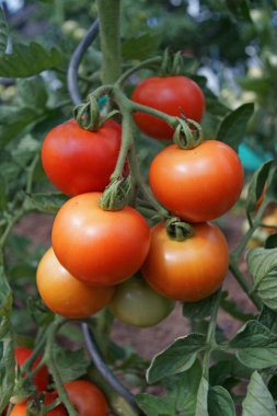 Kırmızı domates domates bitki üzerinde