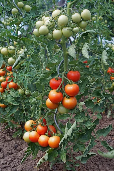 Röda Och Gröna Tomater Tomatplantor — Stockfoto