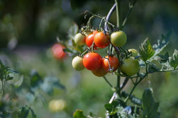 Pomodori Rossi Verdi Pianta Pomodoro — Foto Stock