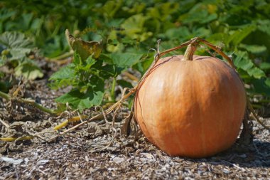 Bahçedeki olgun kabak