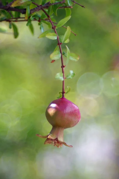 Kleiner Granatapfel Auf Zweig Nahaufnahme — Stockfoto