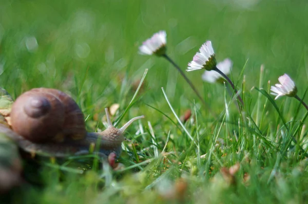 Makro Der Schnecke Gras Mit Gänseblümchen — Stockfoto