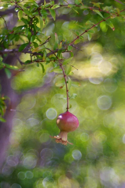 석류에 클로즈업 — 스톡 사진