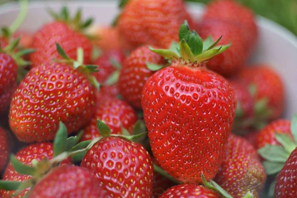 Fresas Rojas Frescas Cerca — Foto de Stock