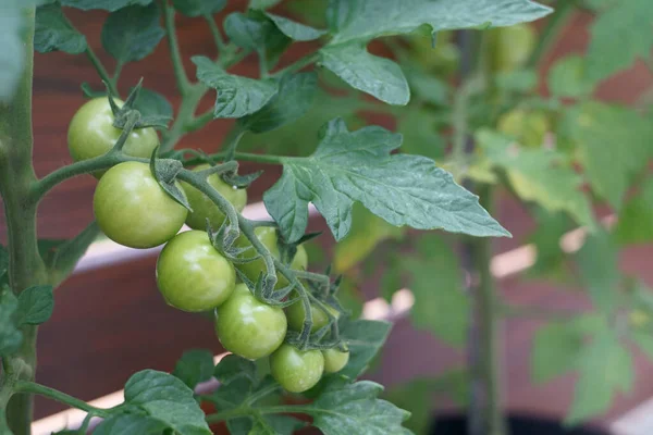 Omgång Gröna Tomater Tomatplantor — Stockfoto