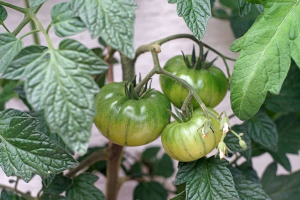 Groene Tomaten Tomatenplant — Stockfoto