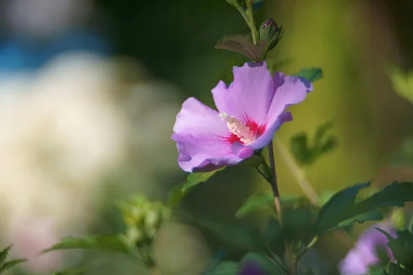 Close Hibiscus Blossom — Stock Photo, Image