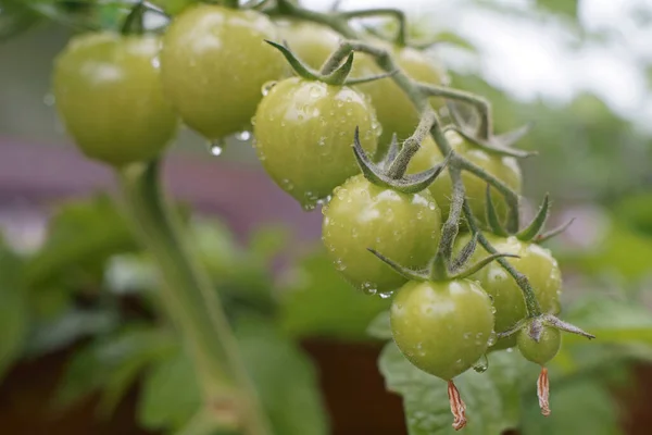 Treliça Tomates Verdes Com Gotas Chuva — Fotografia de Stock