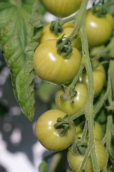 Close Tomates Verdes Planta Tomate — Fotografia de Stock
