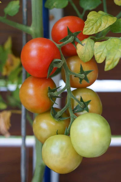 红色和绿色西红柿的桁架 — 图库照片