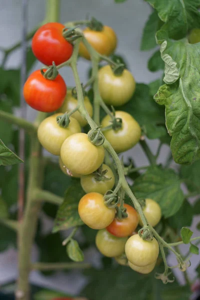 Omgång Röda Och Gröna Tomater Tomatplantan — Stockfoto
