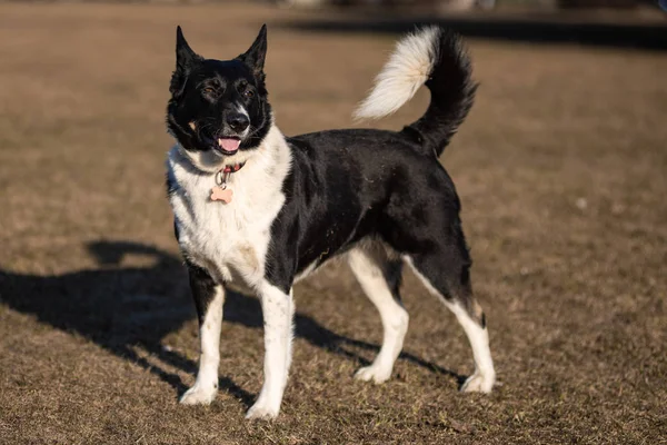 都市公園広場の家畜犬 — ストック写真