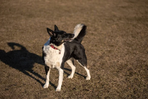 都市公園広場の家畜犬 — ストック写真