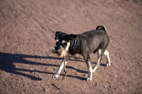 都市公園広場の家畜犬 — ストック写真