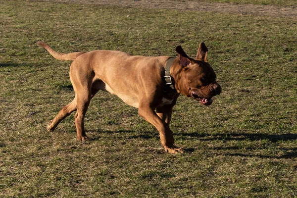 都市公園広場の家畜犬 — ストック写真