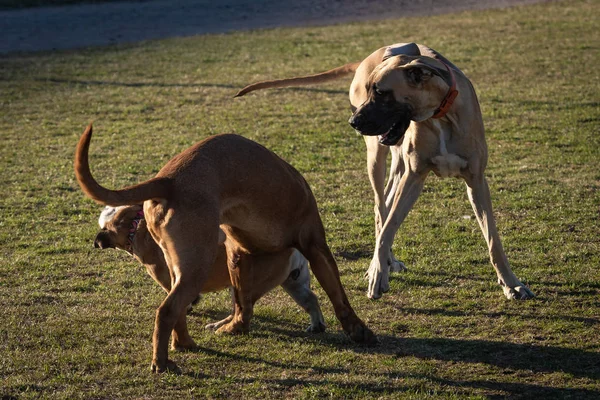 都市公園広場の家畜犬 — ストック写真