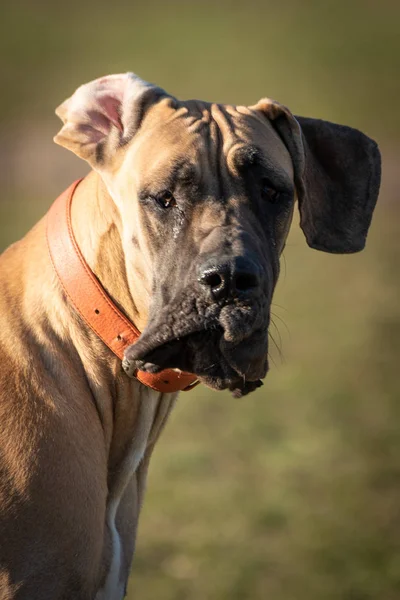 都市公園広場の家畜犬 — ストック写真