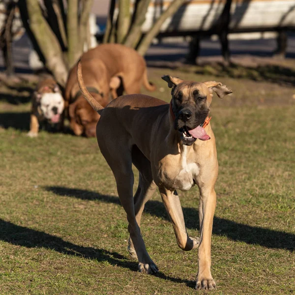 都市公園広場の家畜犬 — ストック写真