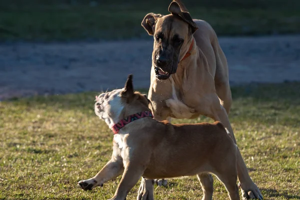 Domestic Dogs City Parks Squares — Stock Photo, Image