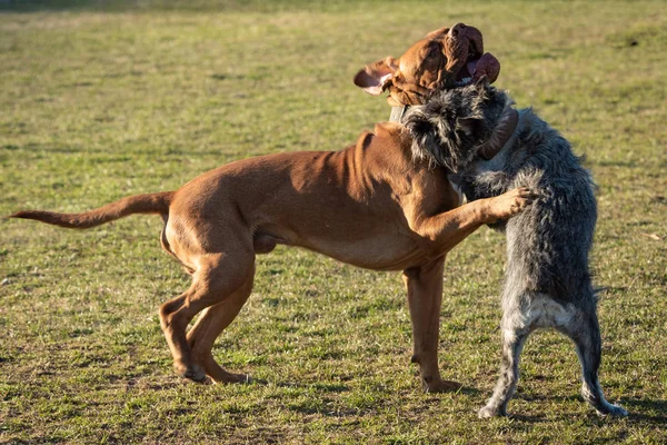 都市公園広場の家畜犬 — ストック写真