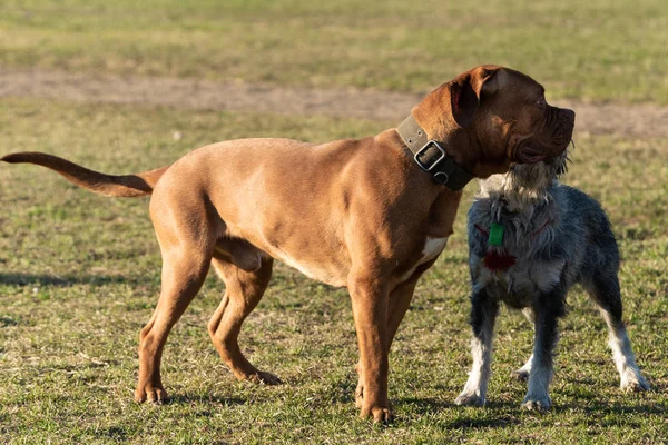 Domestic Dogs City Parks Squares — Stock Photo, Image