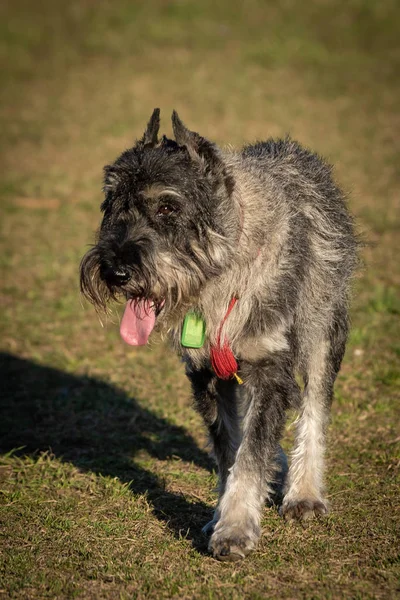 都市公園広場の家畜犬 — ストック写真