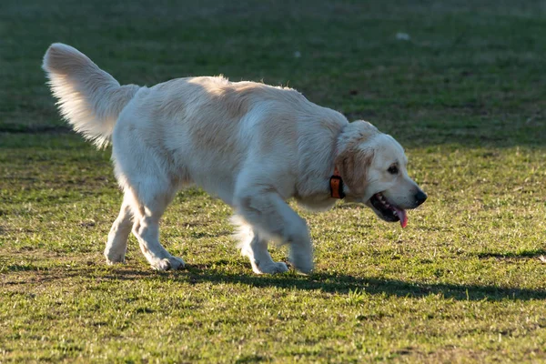 Домашні Собаки Площах Міських Парків — стокове фото